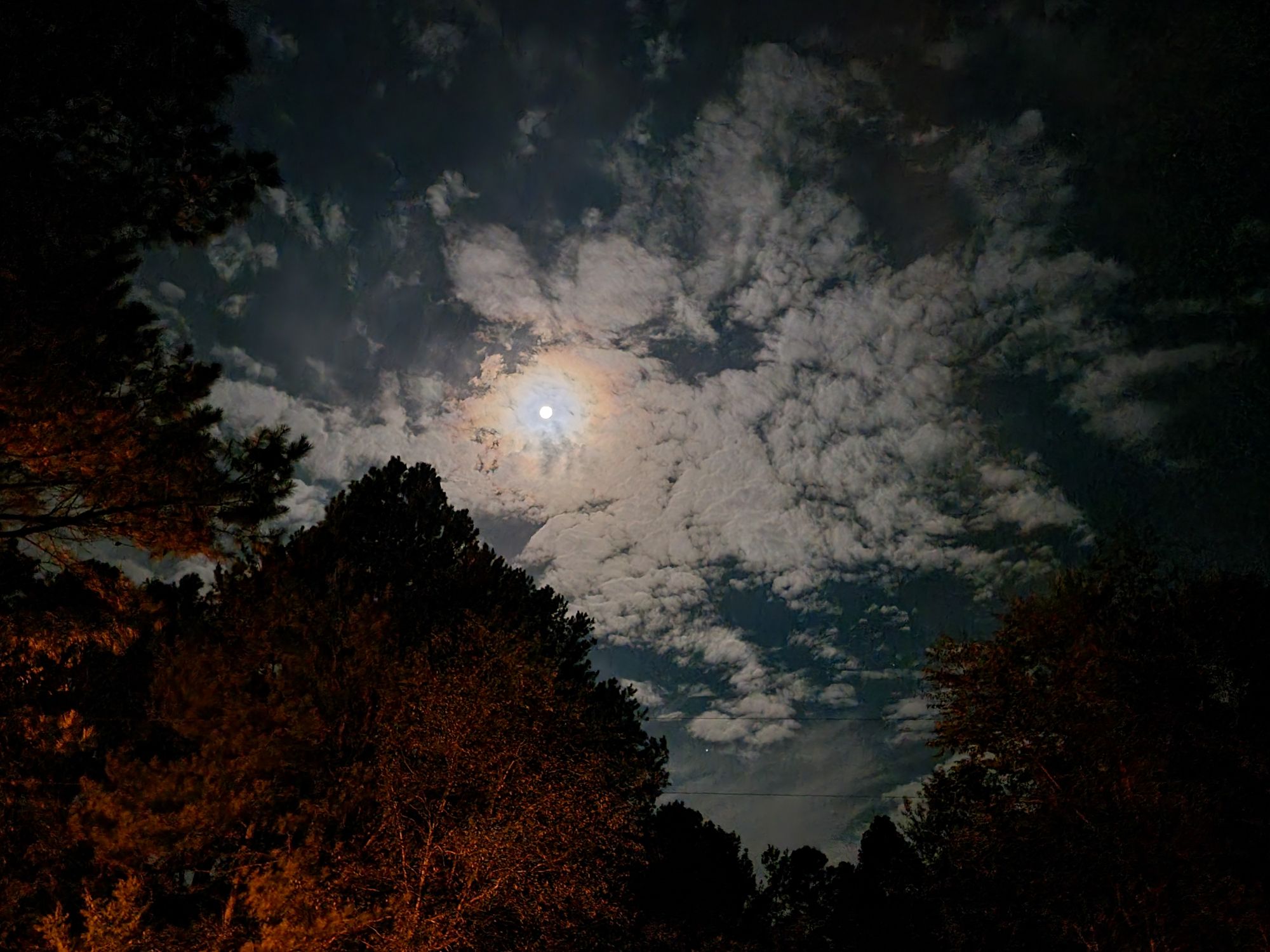 Understanding Plant Water Needs