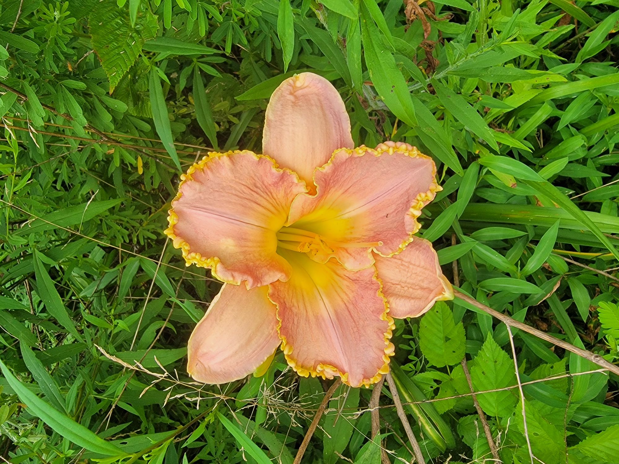 The Role of Phosphorus in Plants