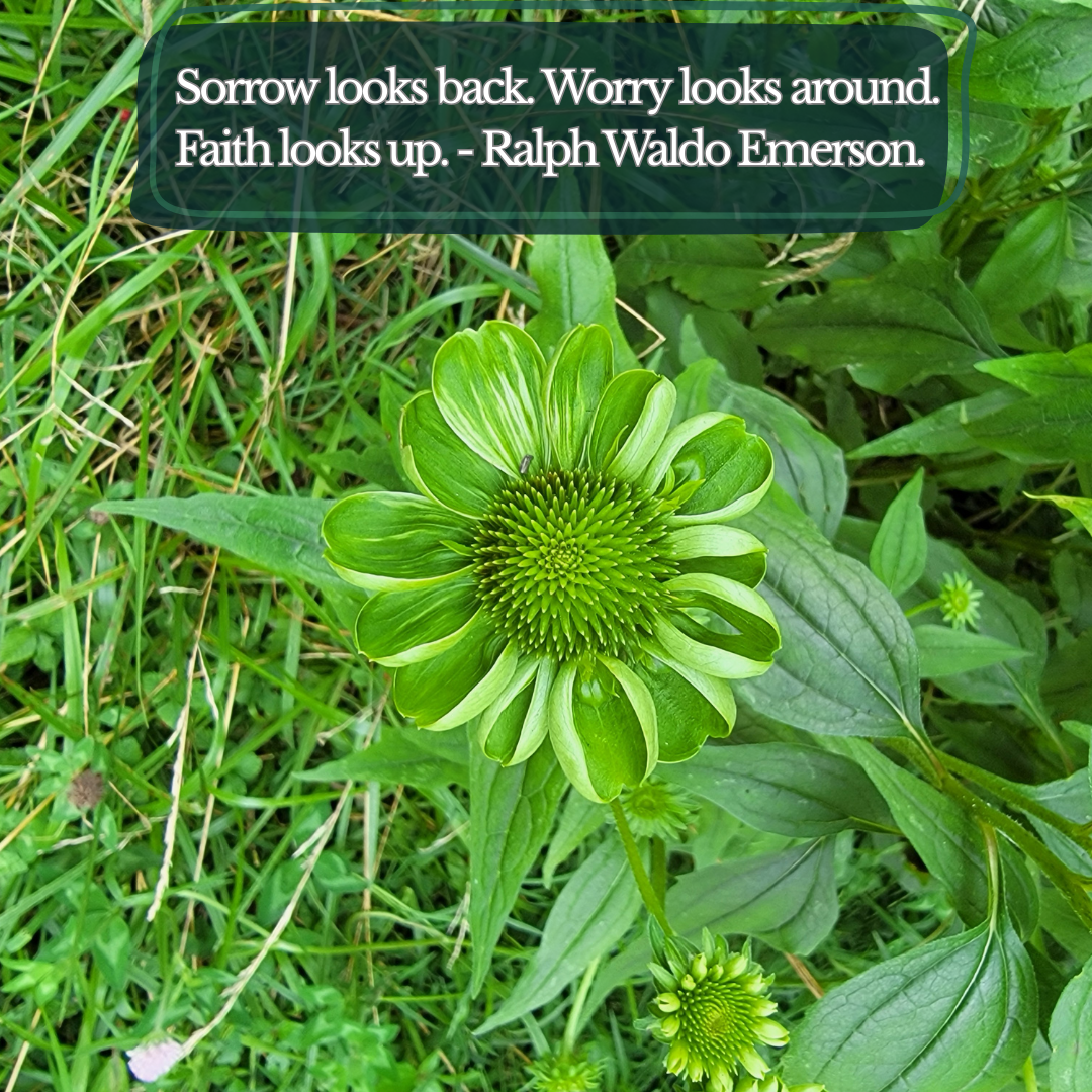 Impact of Haber-Bosch on Agriculture