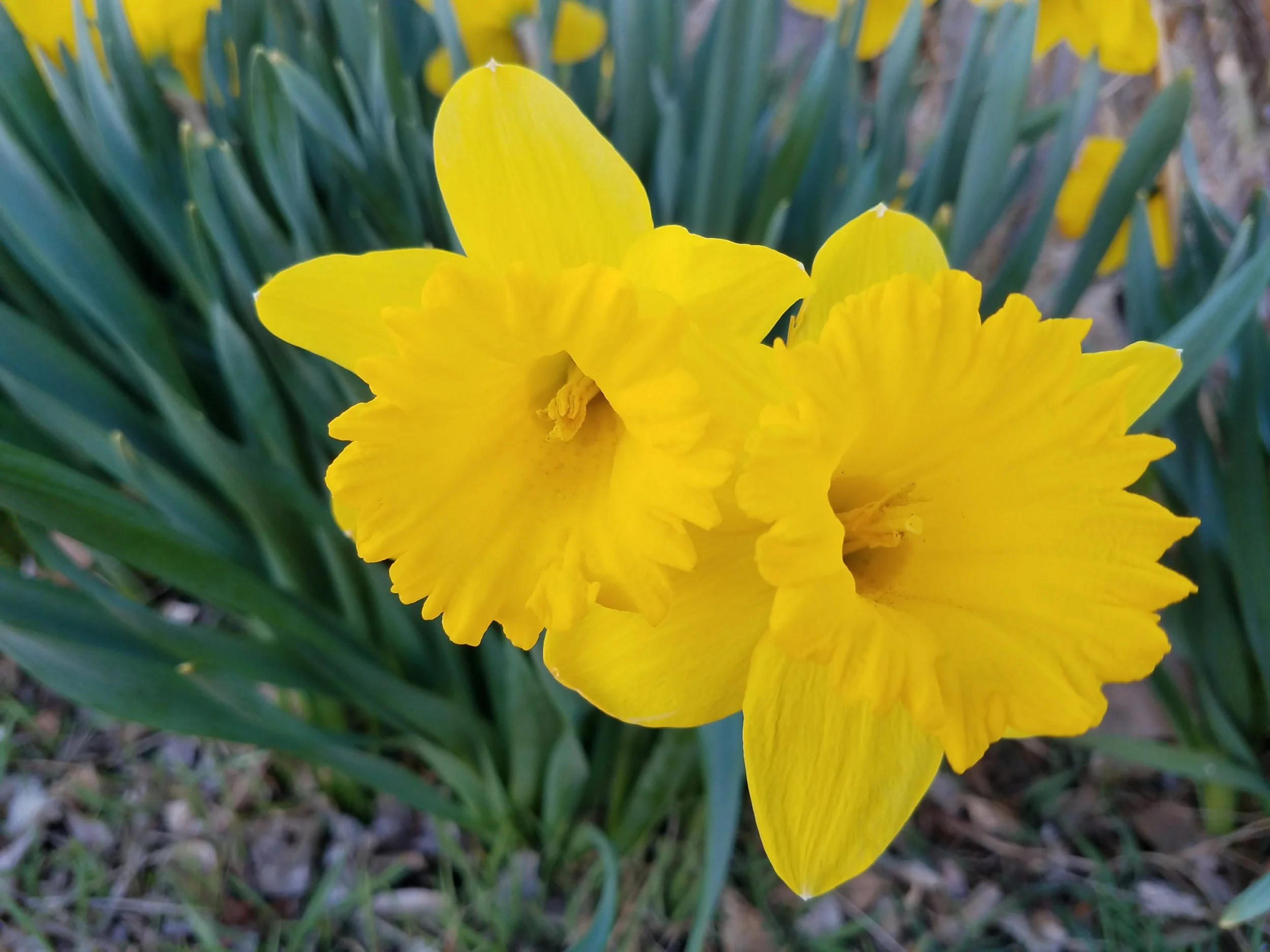 Three Frog Blooms and the False Winters of Tennessee