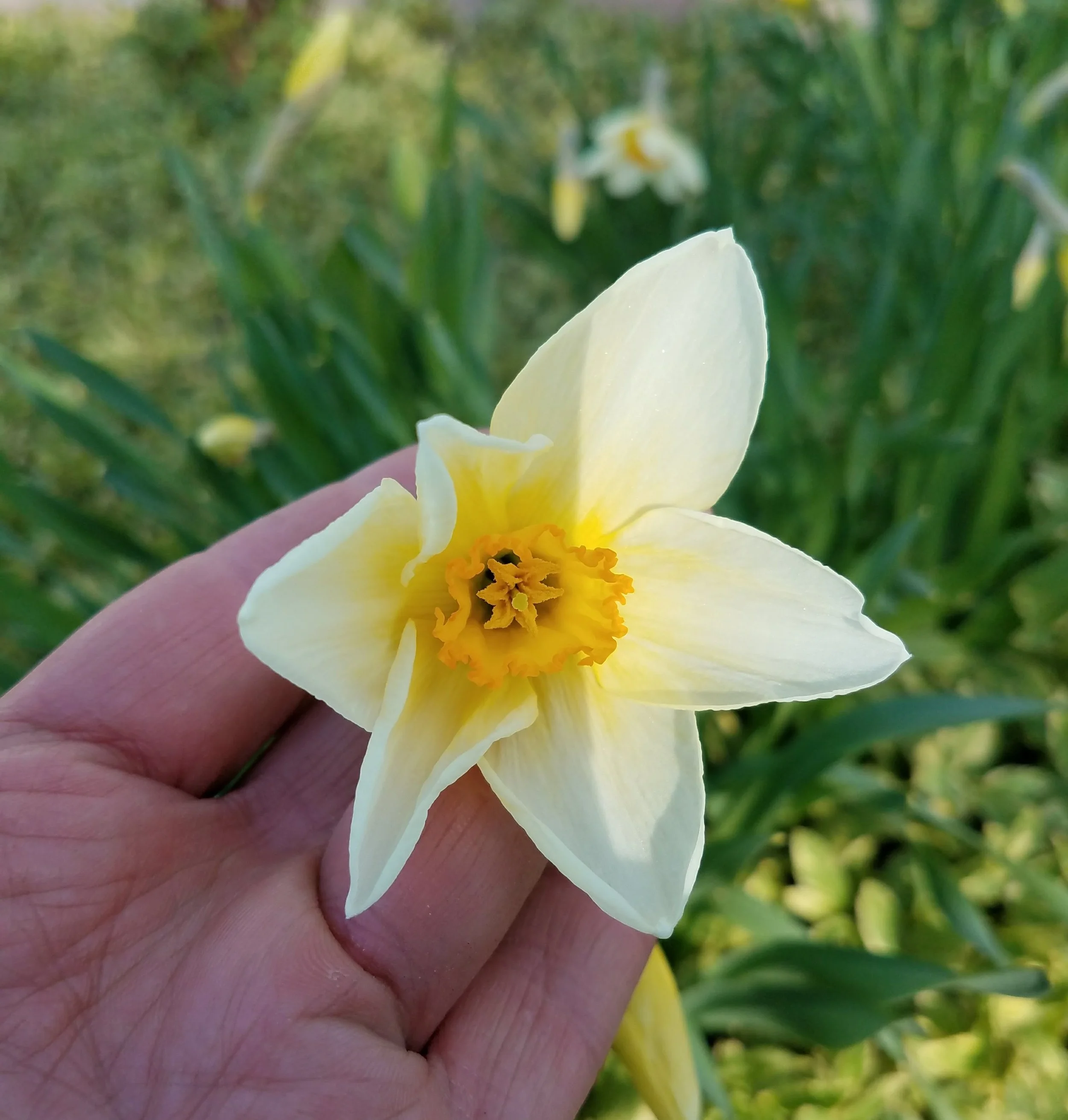 Raw Dairy and Arthritis