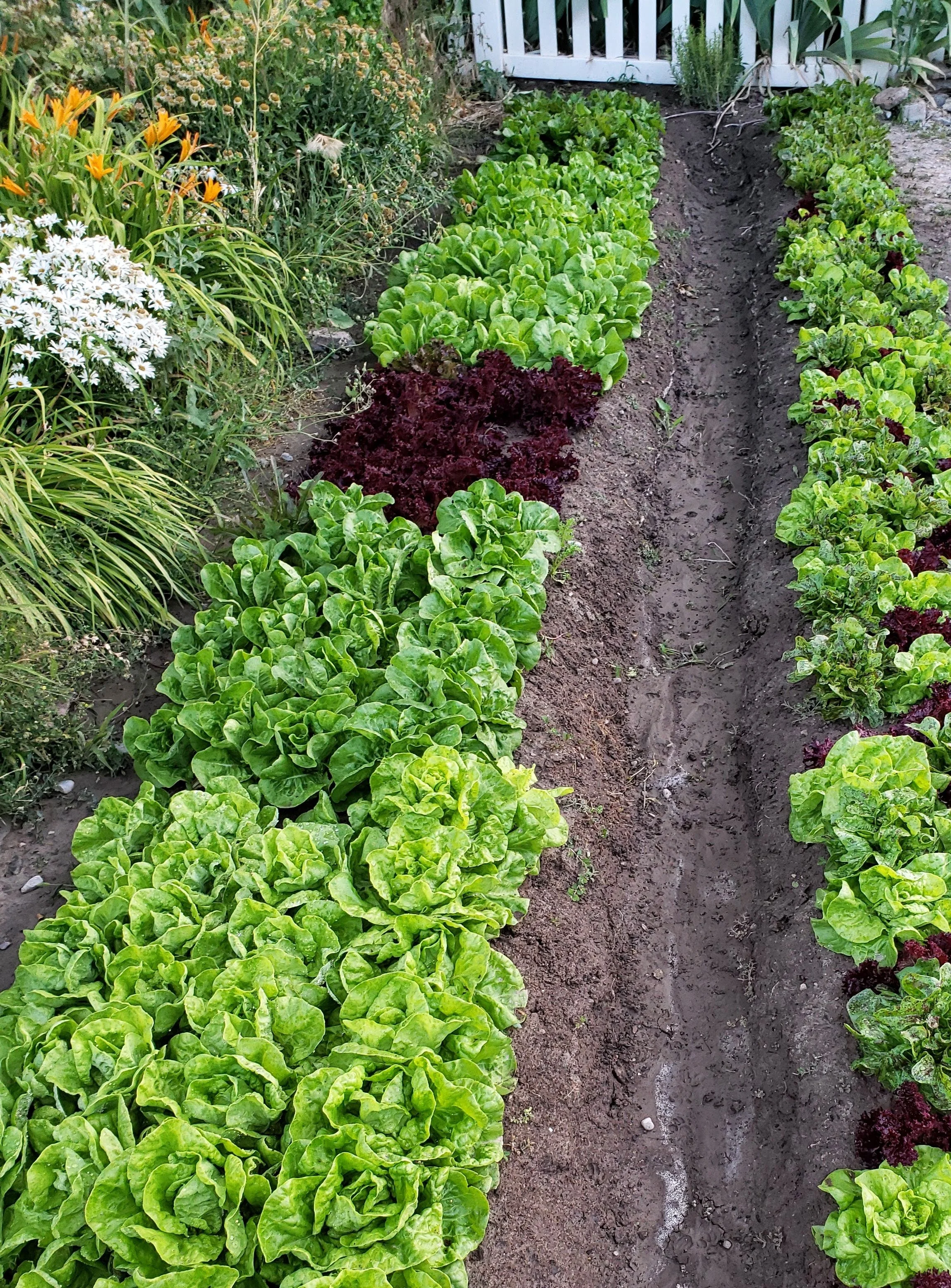 Spring Planting Guide