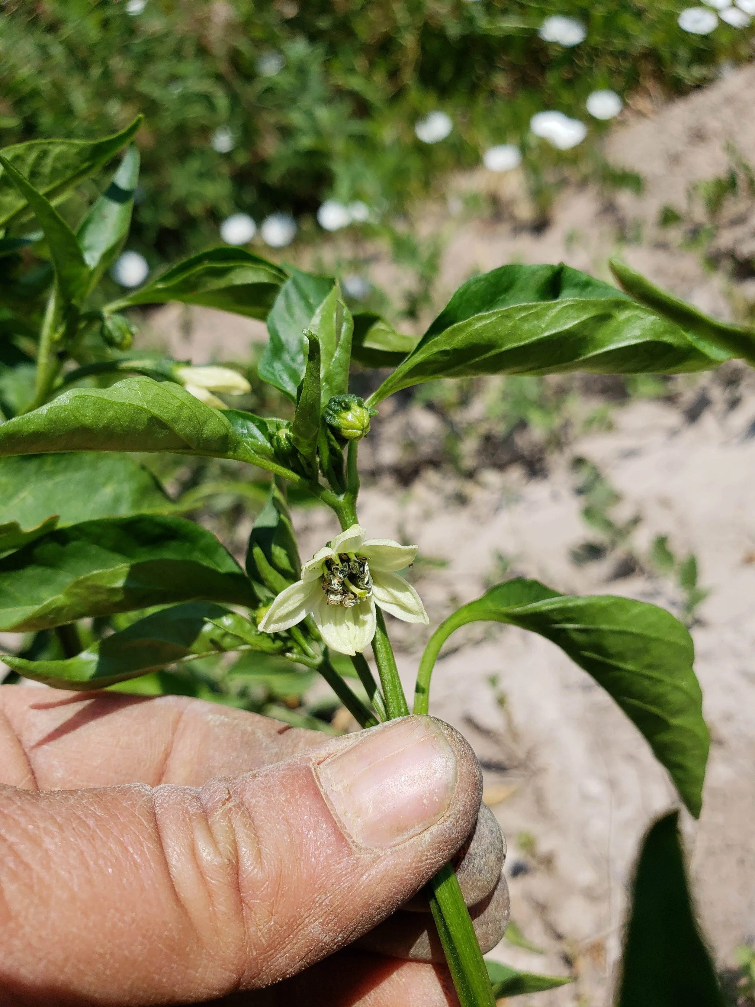 WHAT STOREY’S IN THE DIRT MEANS TO ME.