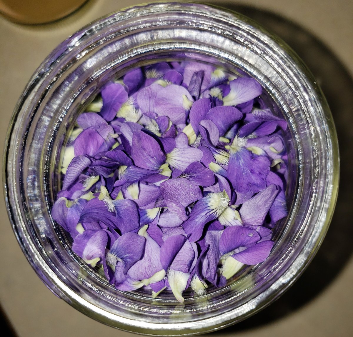 Spring Violet Foraging and Making Violet Honey