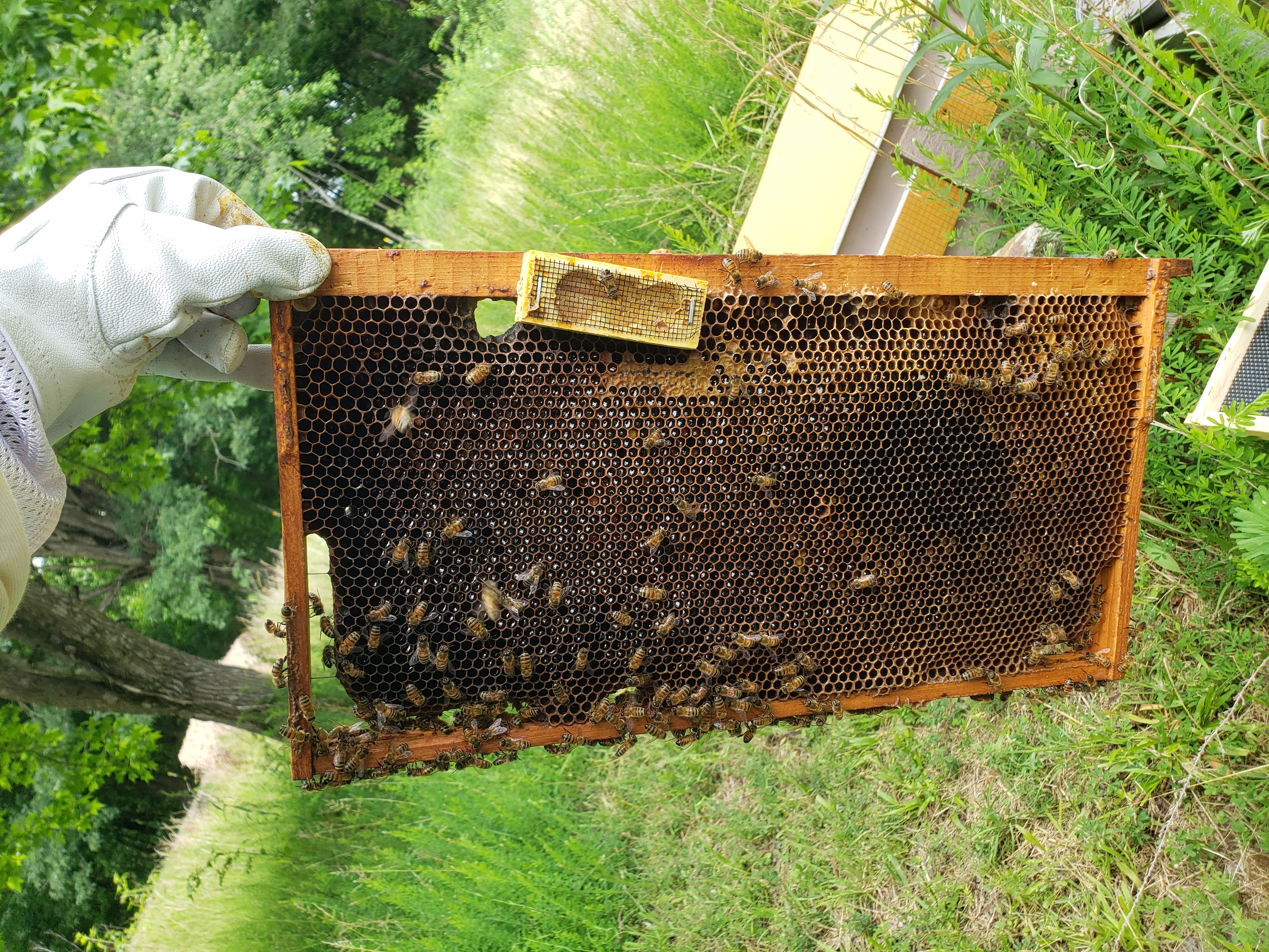 Myths and Misnomers: Apiculture Myth #7