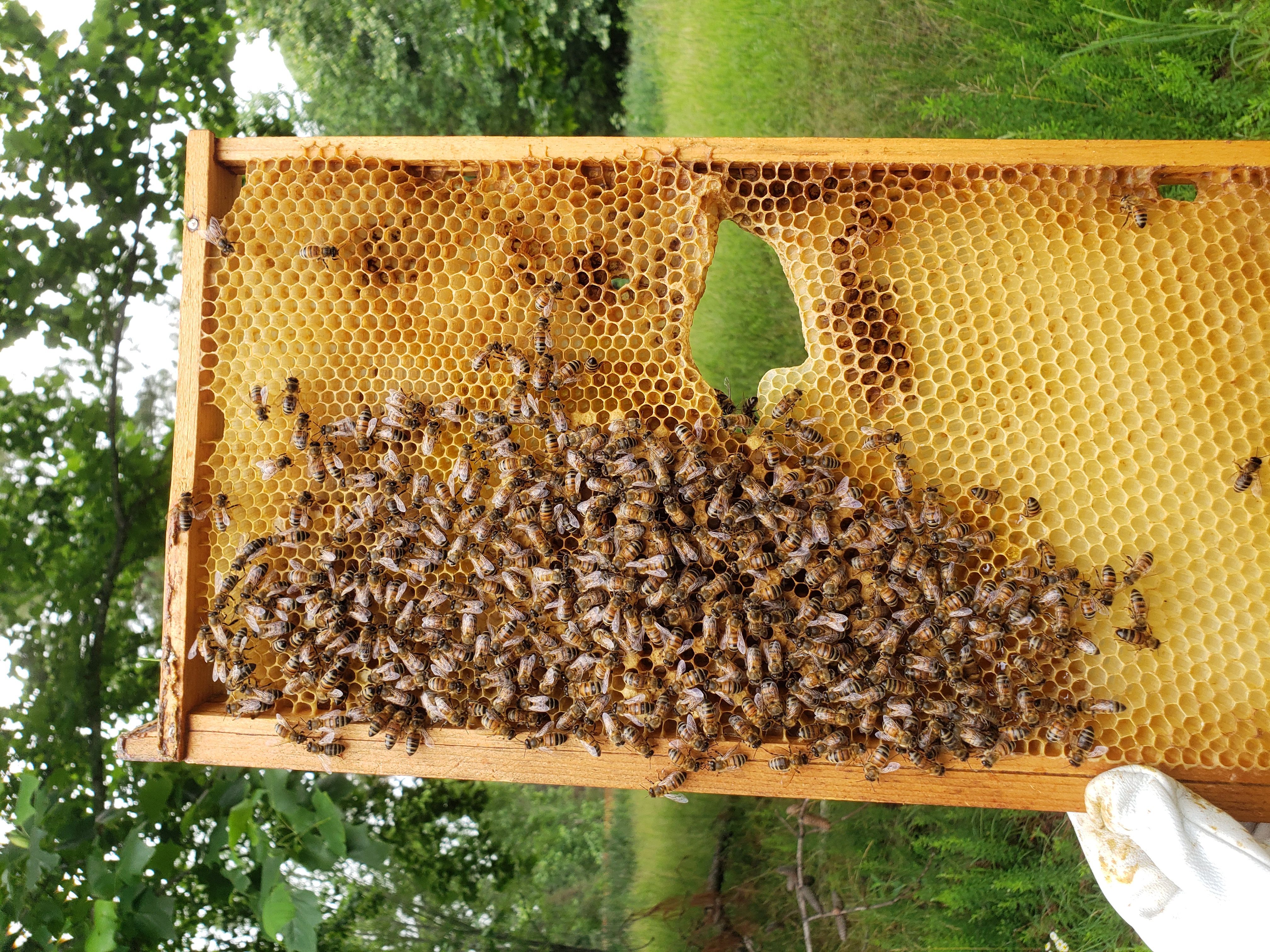 Myths and Misnomers: Apiculture Myth #2
