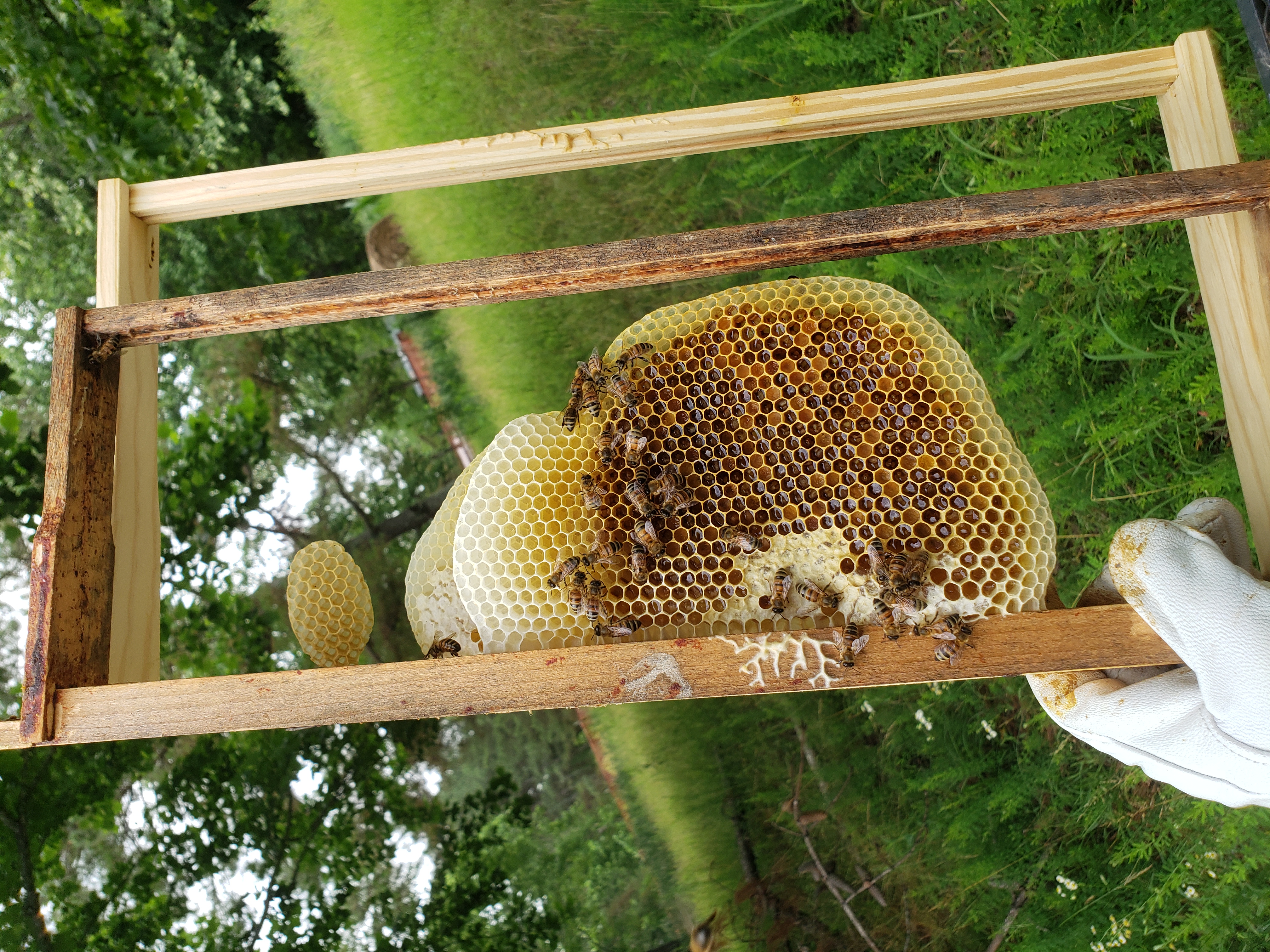 Myths and Misnomers: Apiculture Myth #8