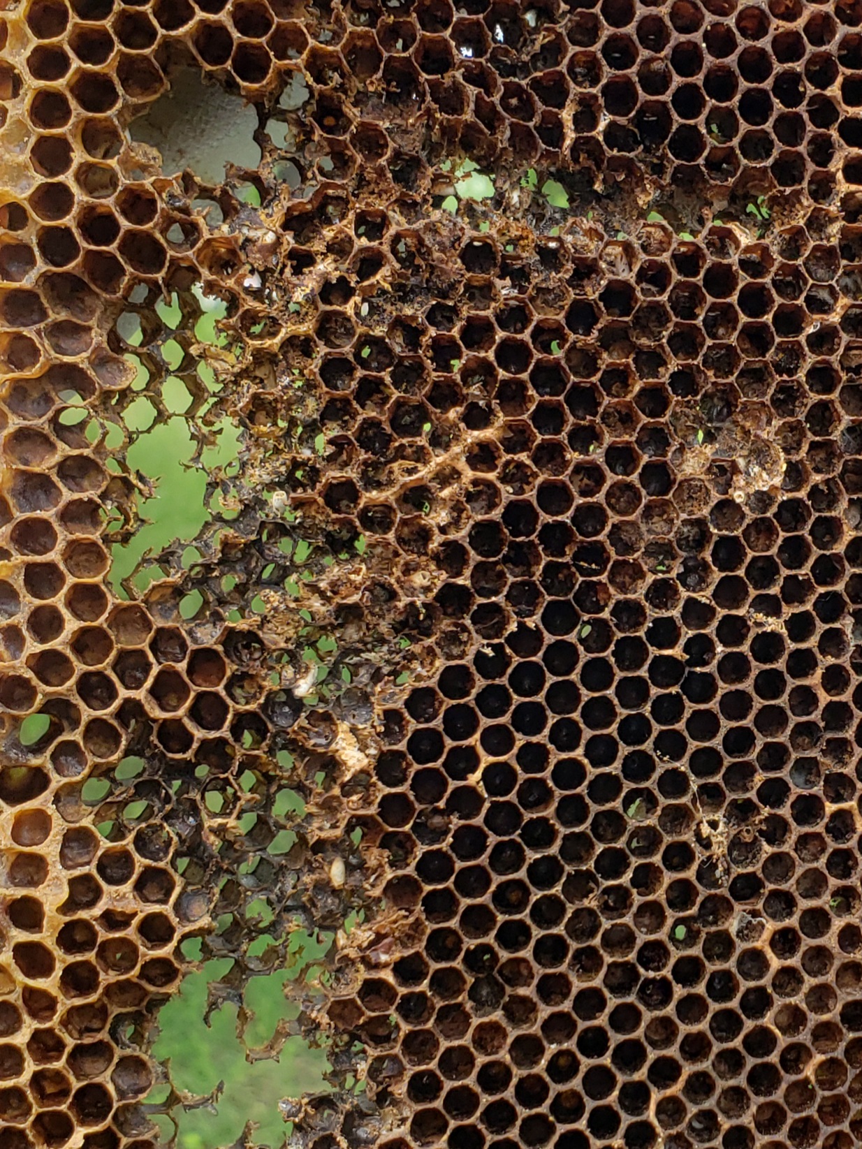 Myths and Misnomers: Apiculture myth #1