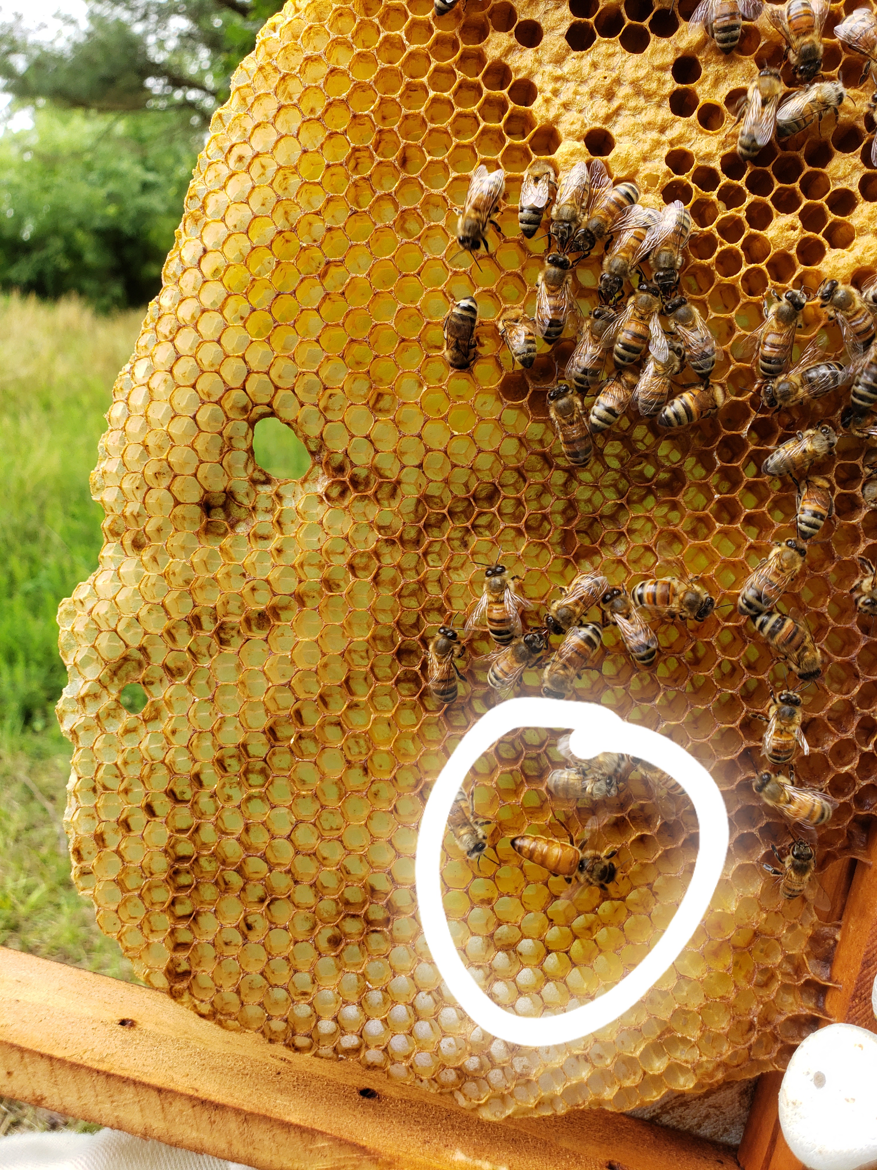 Myths and Misnomers: Apiculture Myth #5