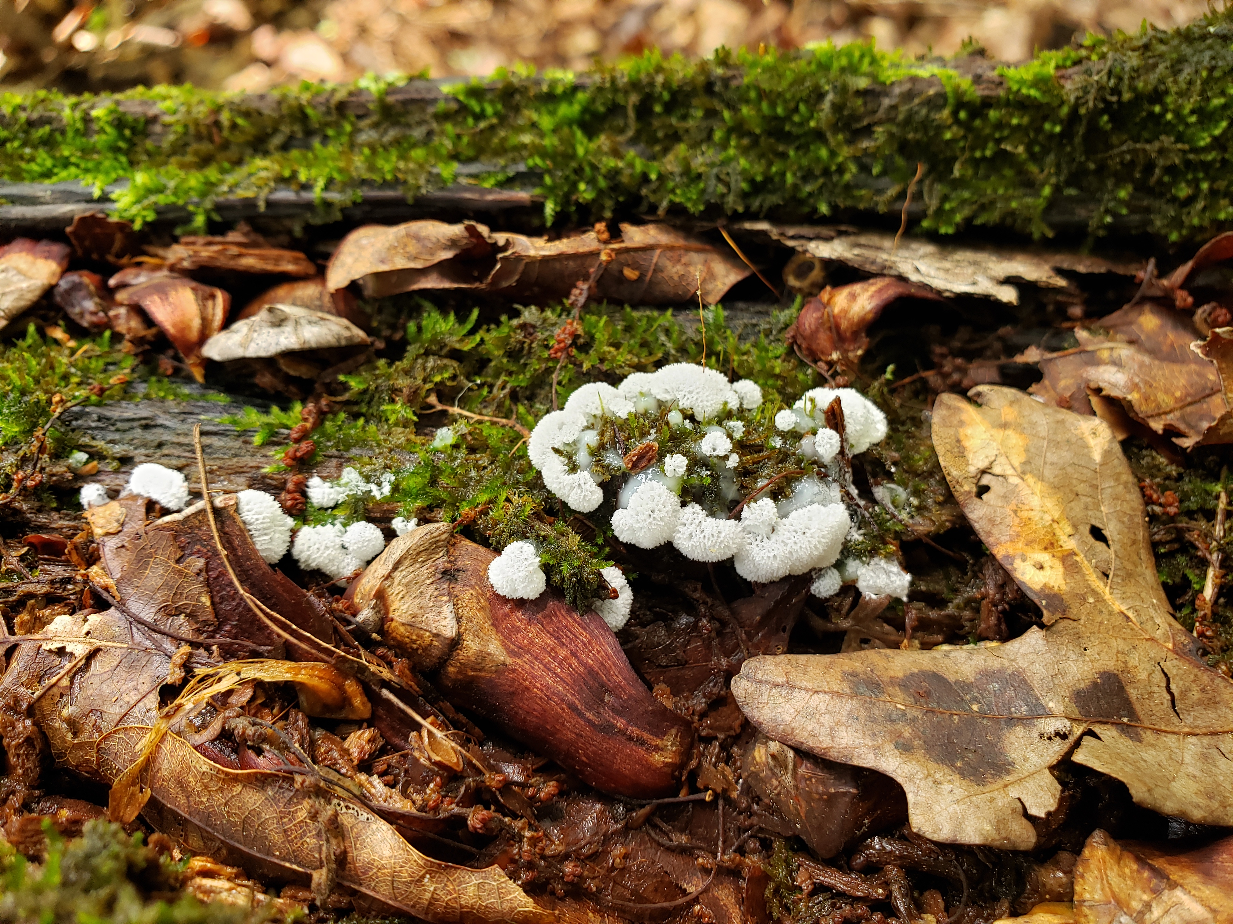 What the Fungi Teach Us