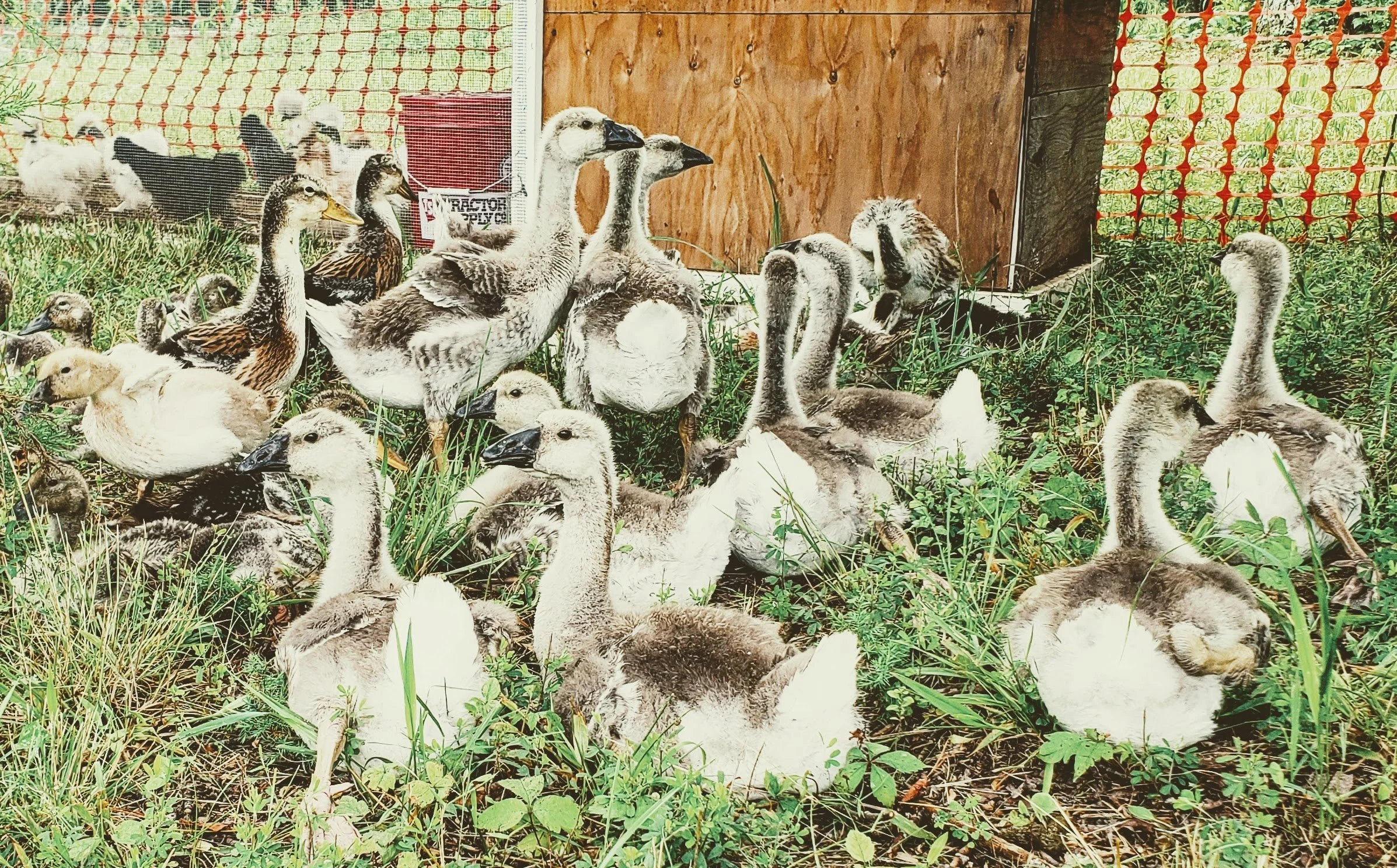 Waterfowl Nutrient Supplements
