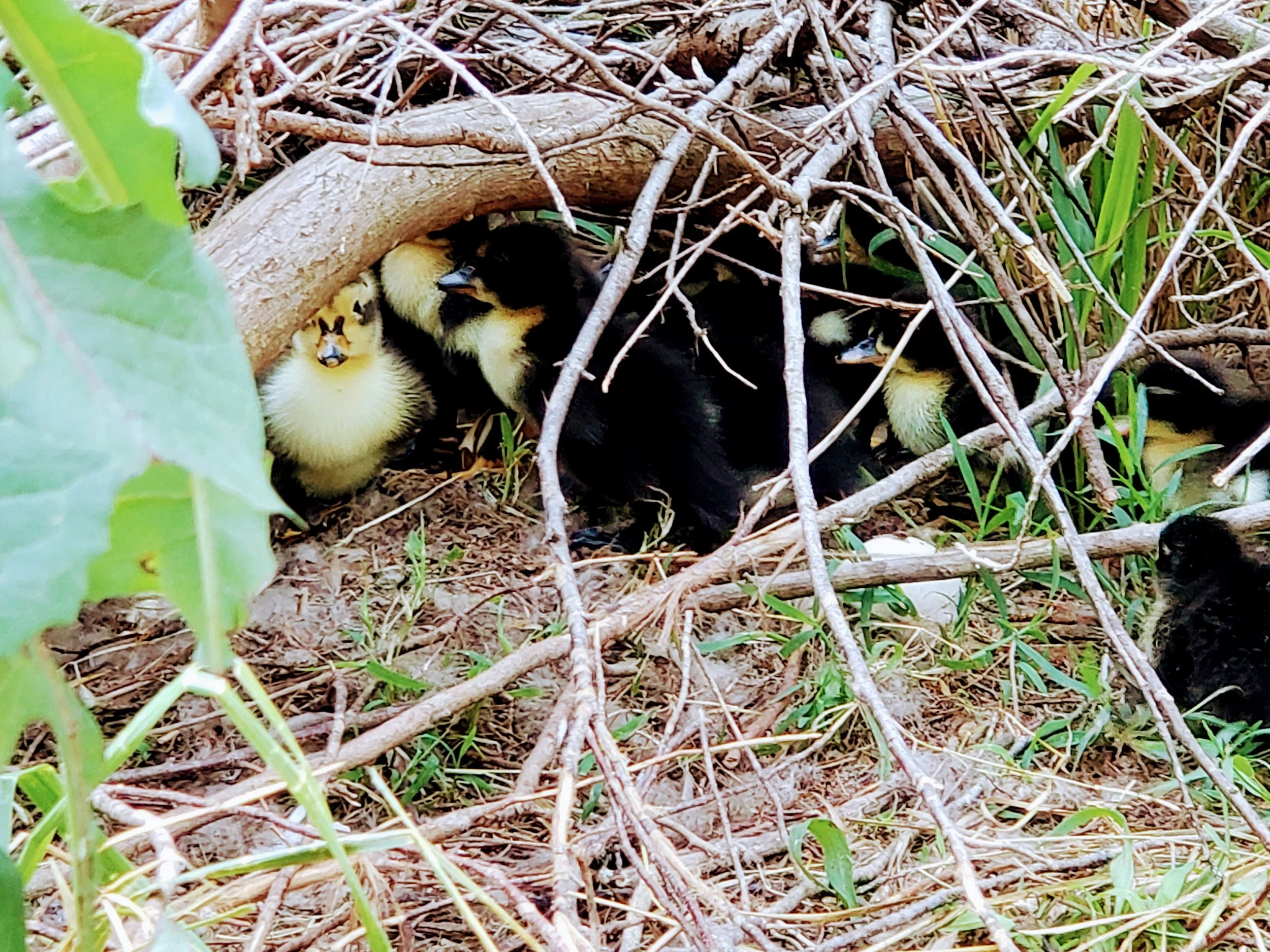 Starter Supplement Guide for Ducks and Geese