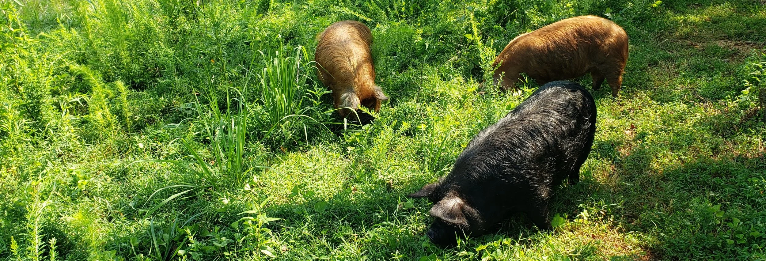 KuneKune Pigs: A Beginner Homesteader Guide