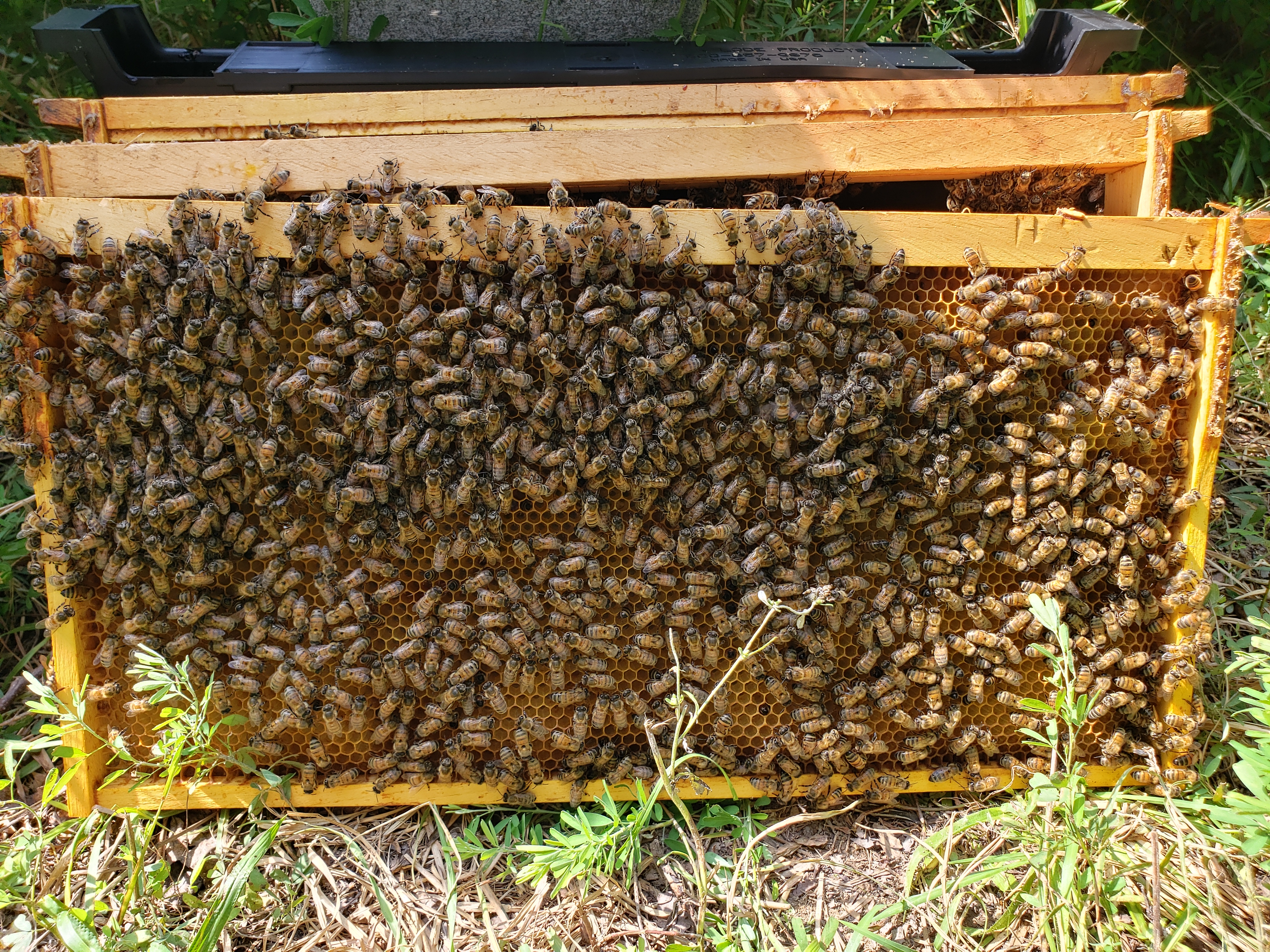 Beehive Immunity and Biome