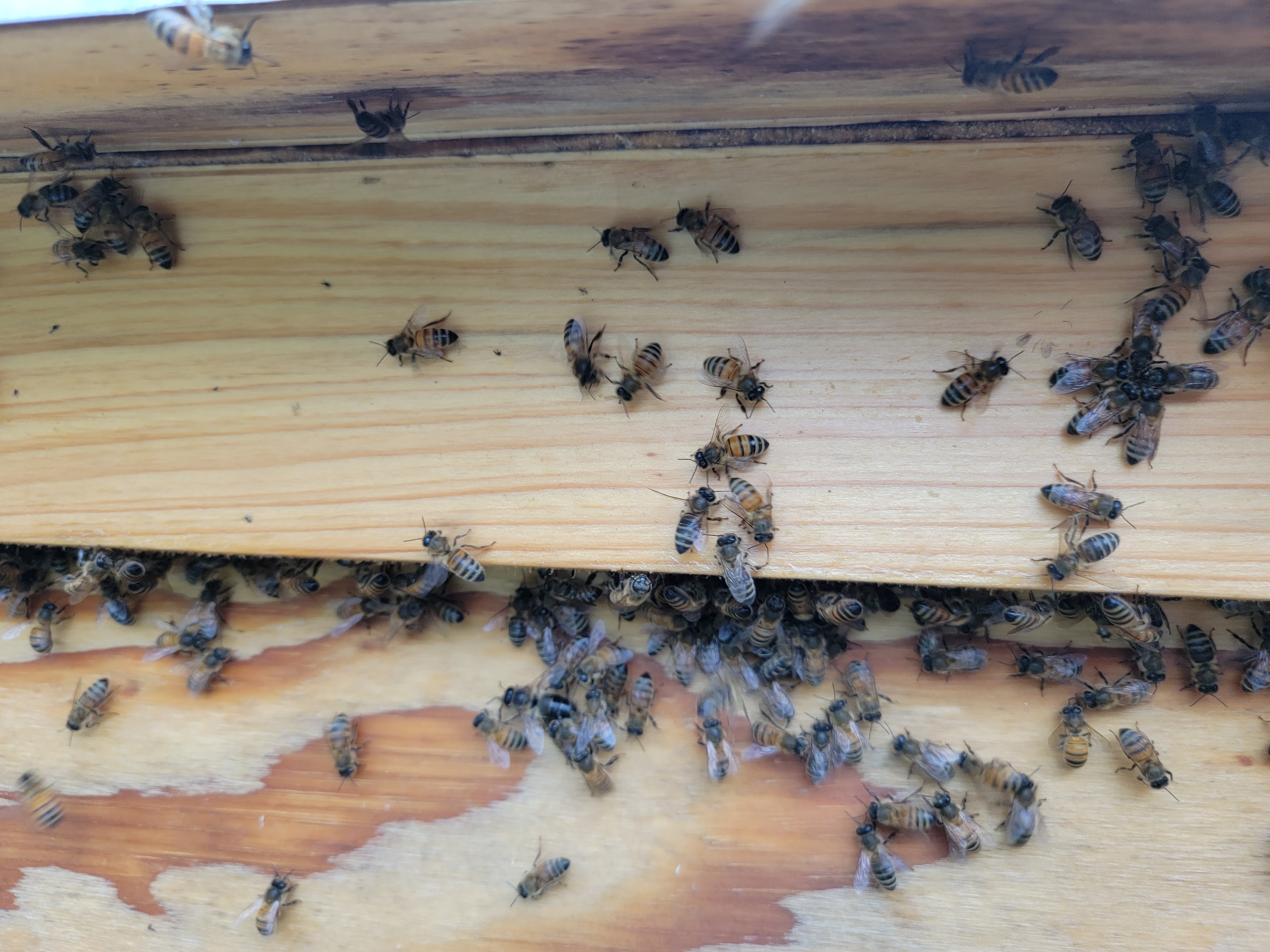 Myths and Misnomers: Apiculture Myth #3