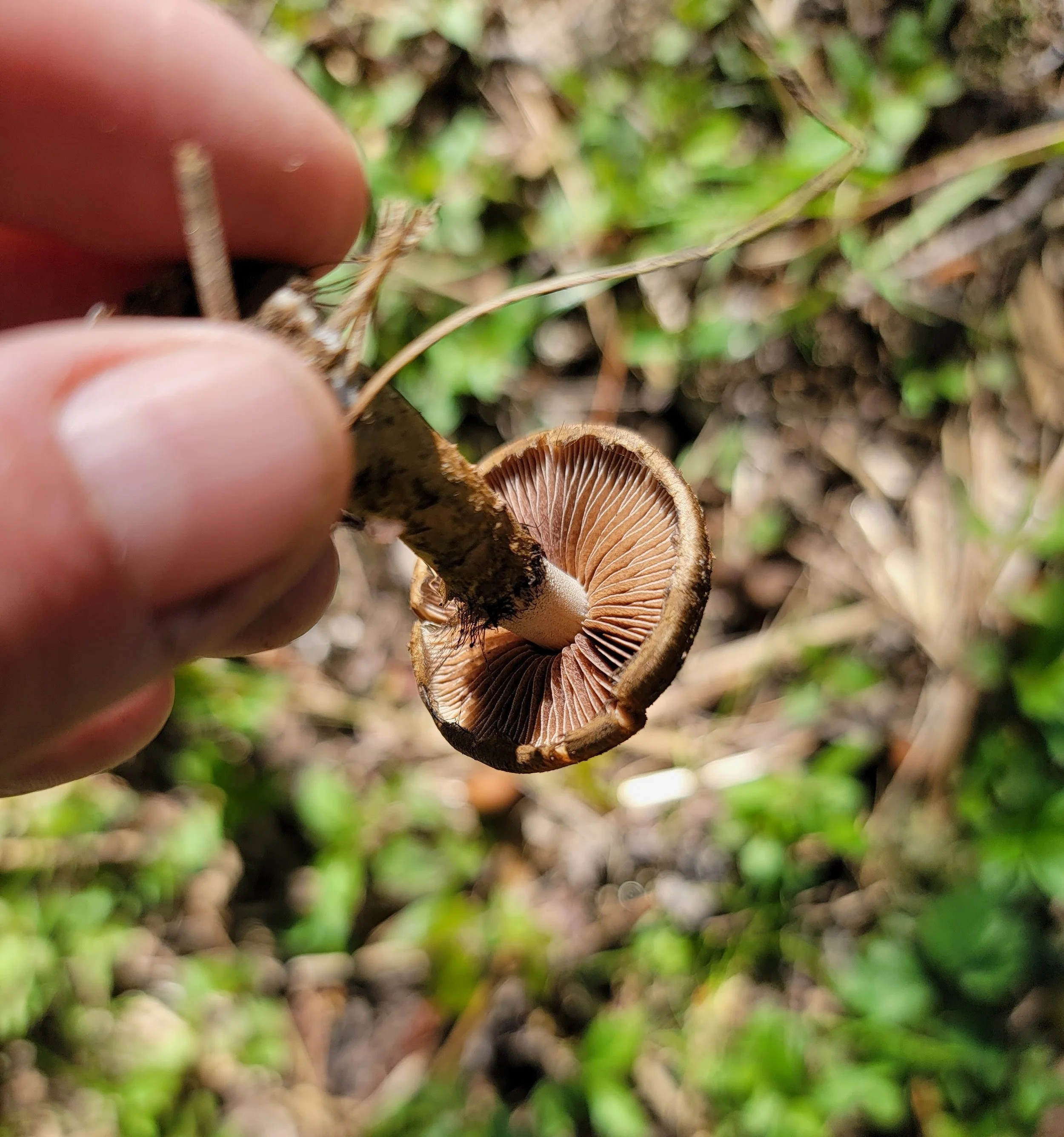 Understanding Arthritis