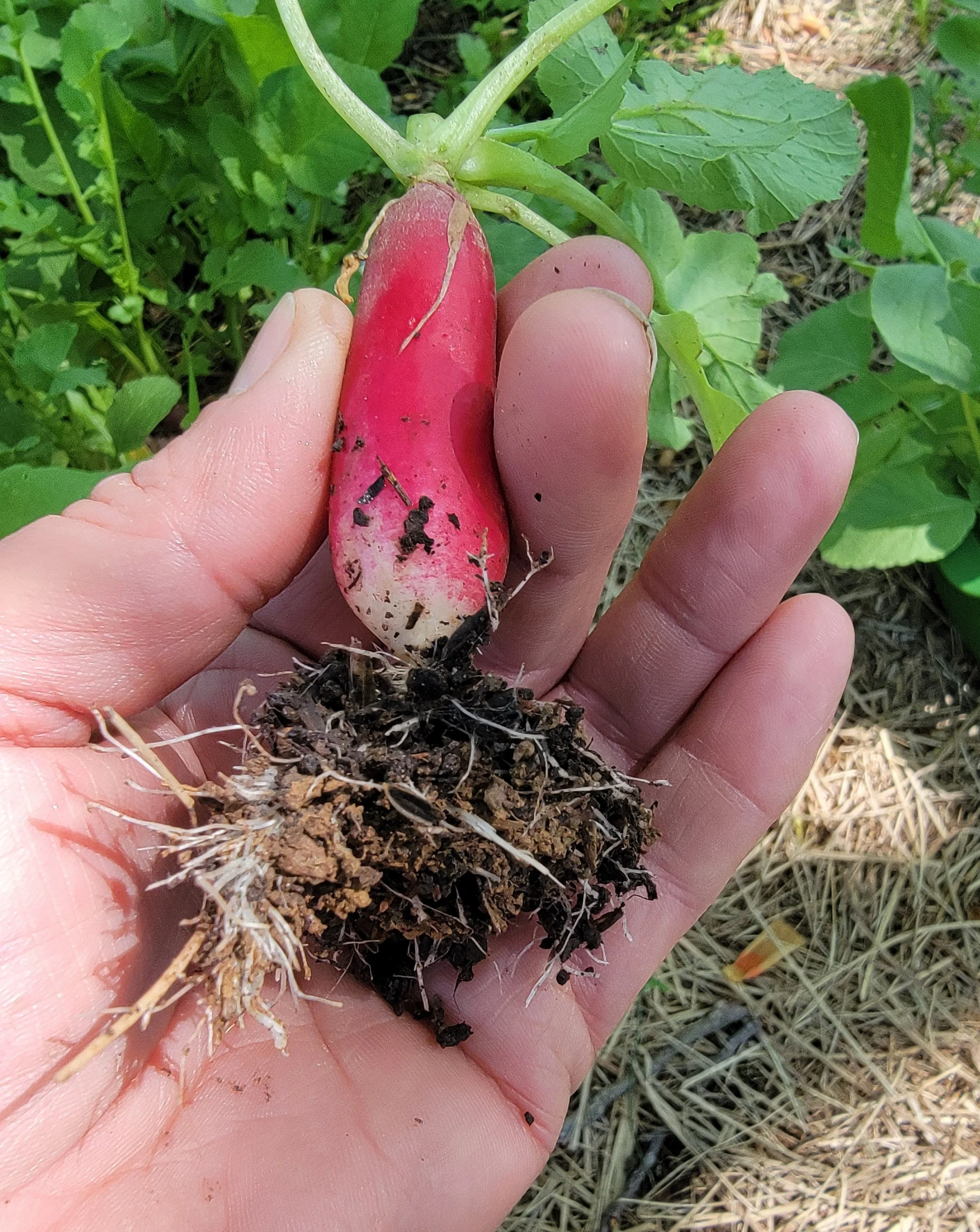 How Plants Decide Where to Grow Roots
