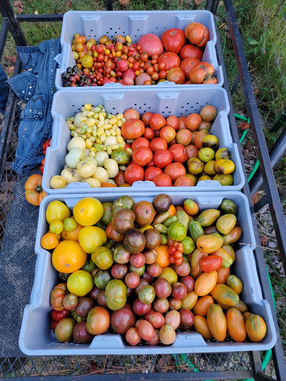 How to Select the Right Tomato Varieties for Your Garden