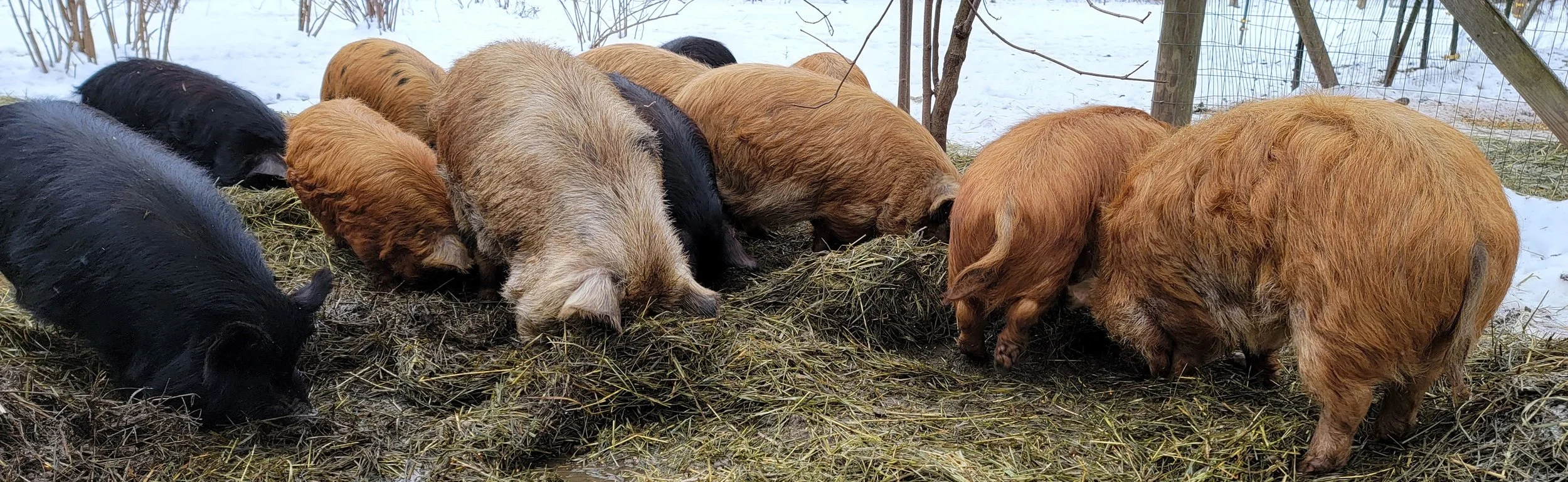 Pricing Templates and Marketing Materials