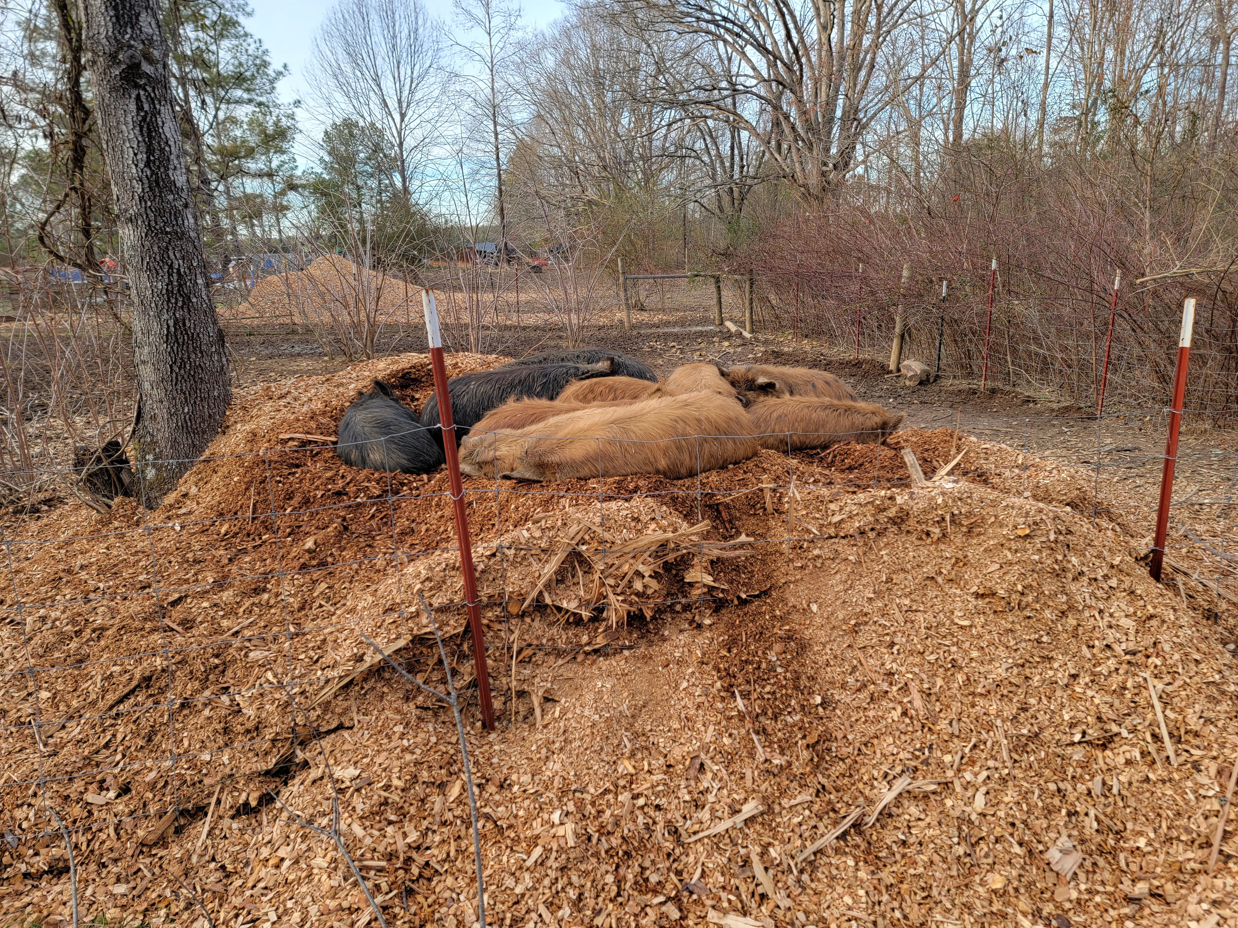 Advanced Soil Building Techniques for Maximum Fertility