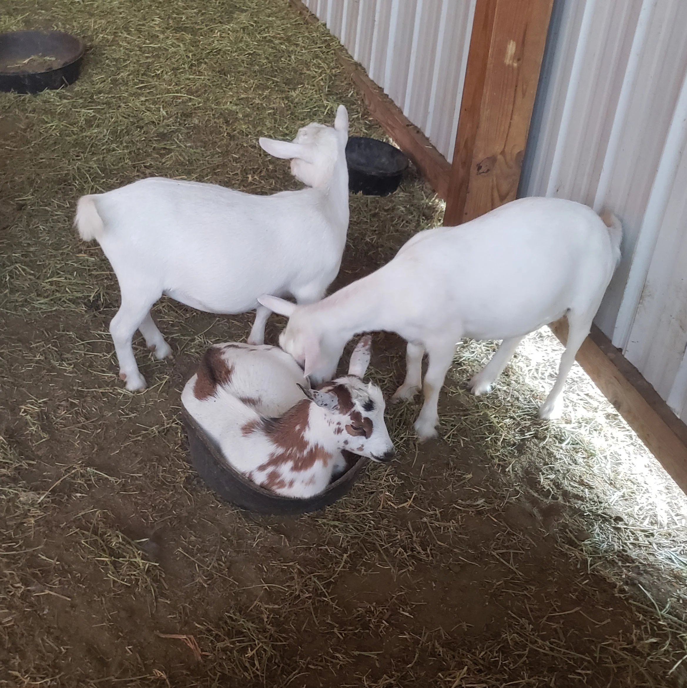 Using LAB with Ruminant Livestock