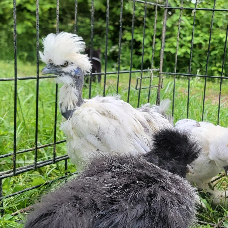 The Science Behind Dark Meat