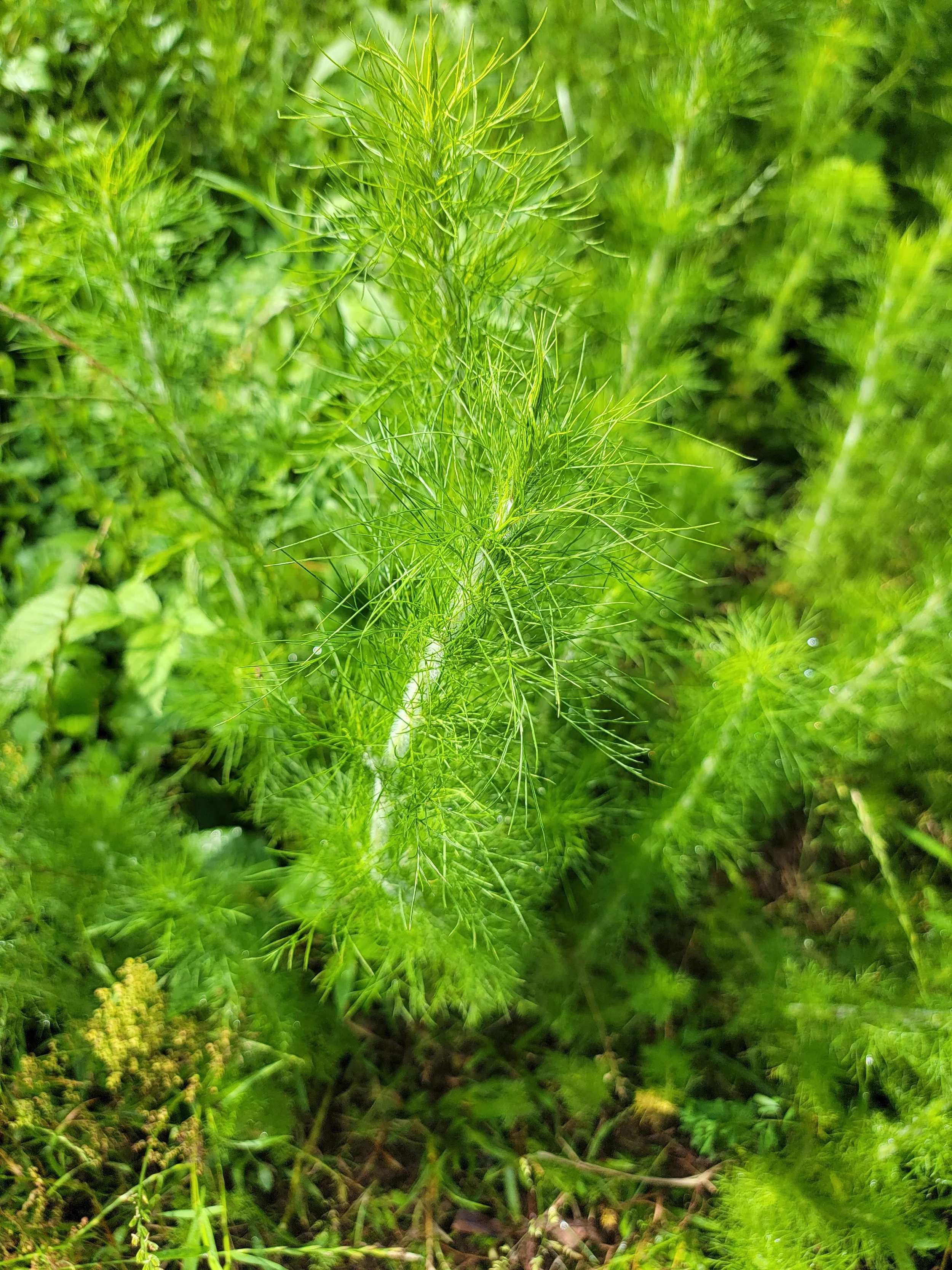 On My Homestead Hand-Pulled, Seed-Saved
