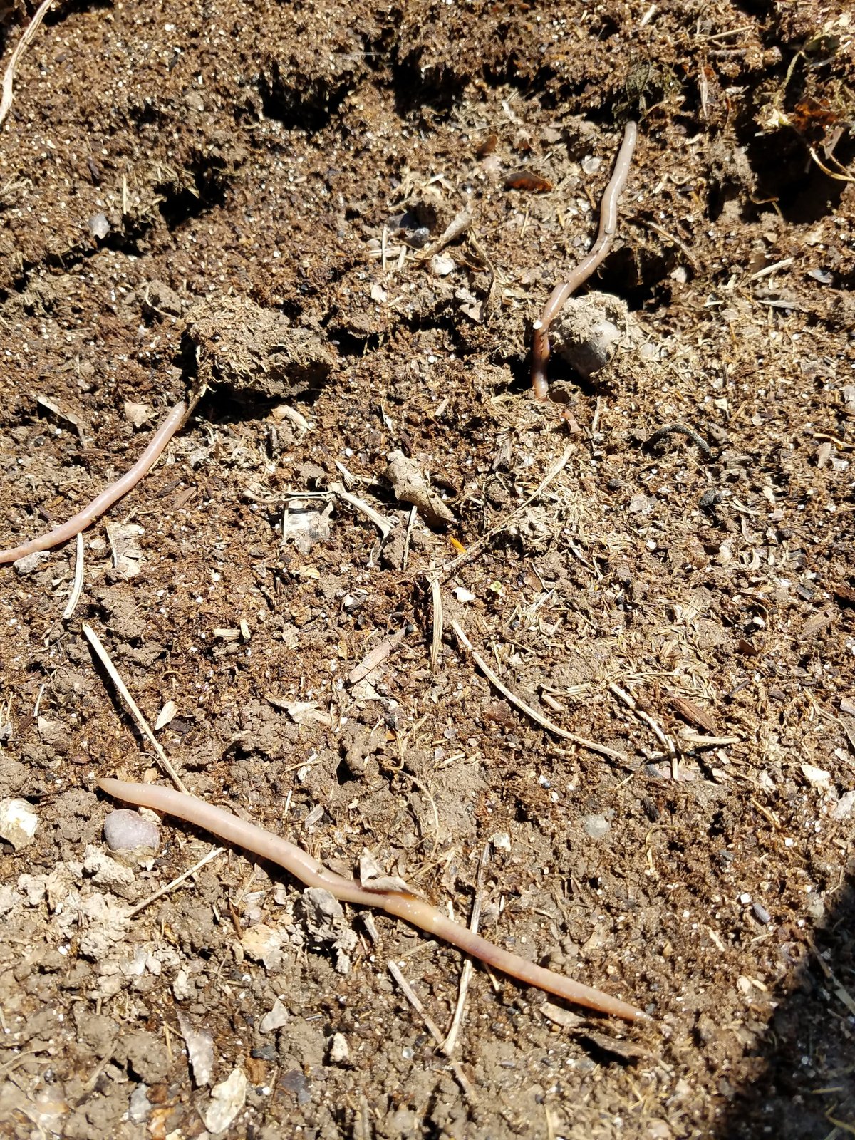 Wriggly, Slimy, Nature's plow and the Gardeners Best Friend!