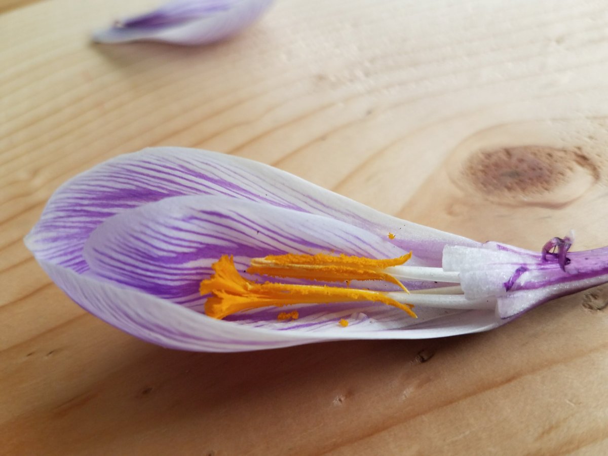 With spring flowers come bees