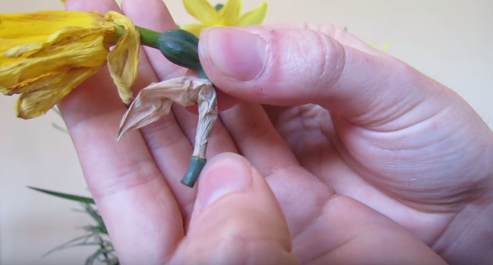 First Spring Flowers: Planting and Caring for Spring Bulbs