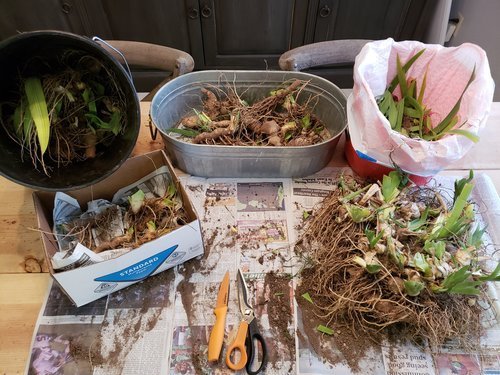 Garden’s Hidden Treasure – Storing Rhizomes.