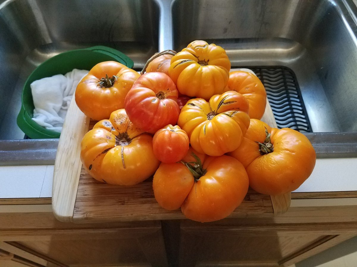 Summertime Tomatoes!