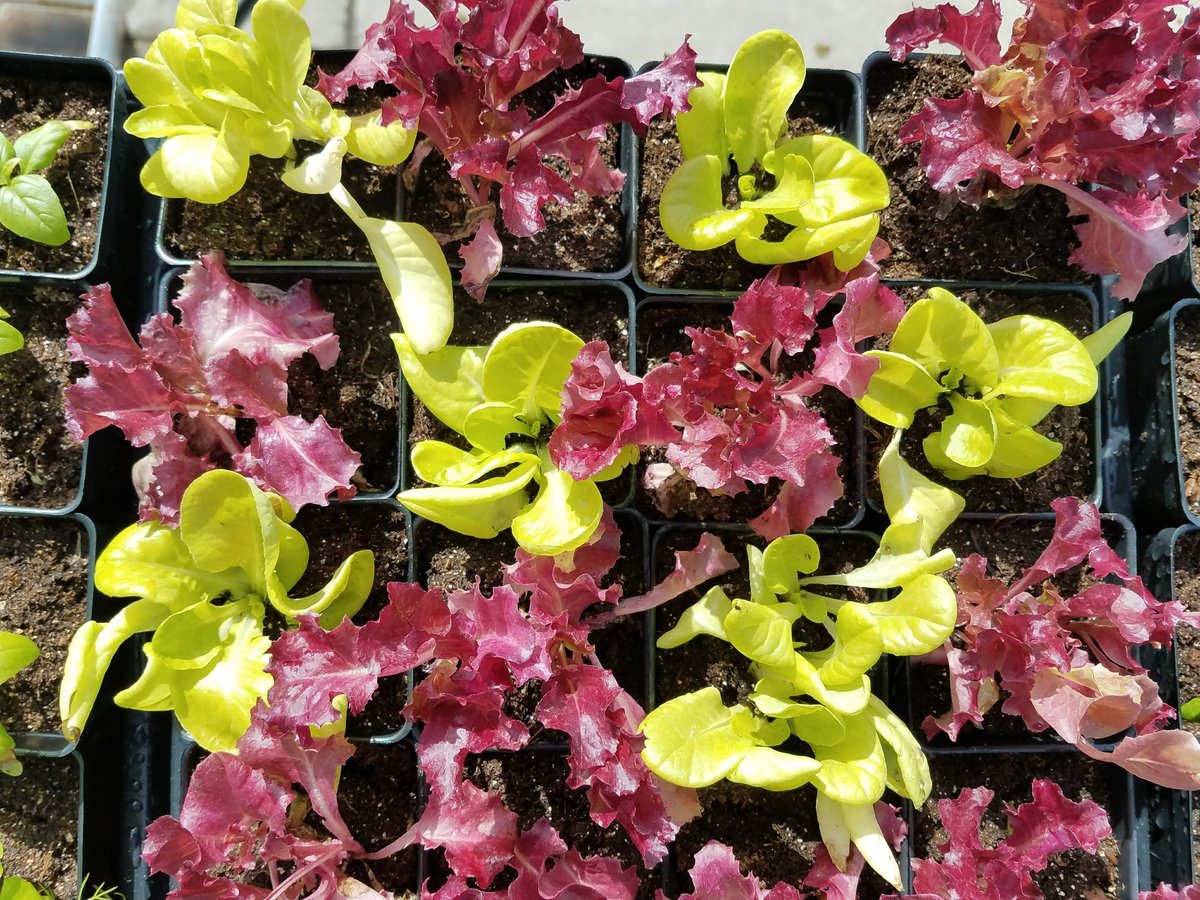 Sweet, Crisp, Colorful Lettuce!