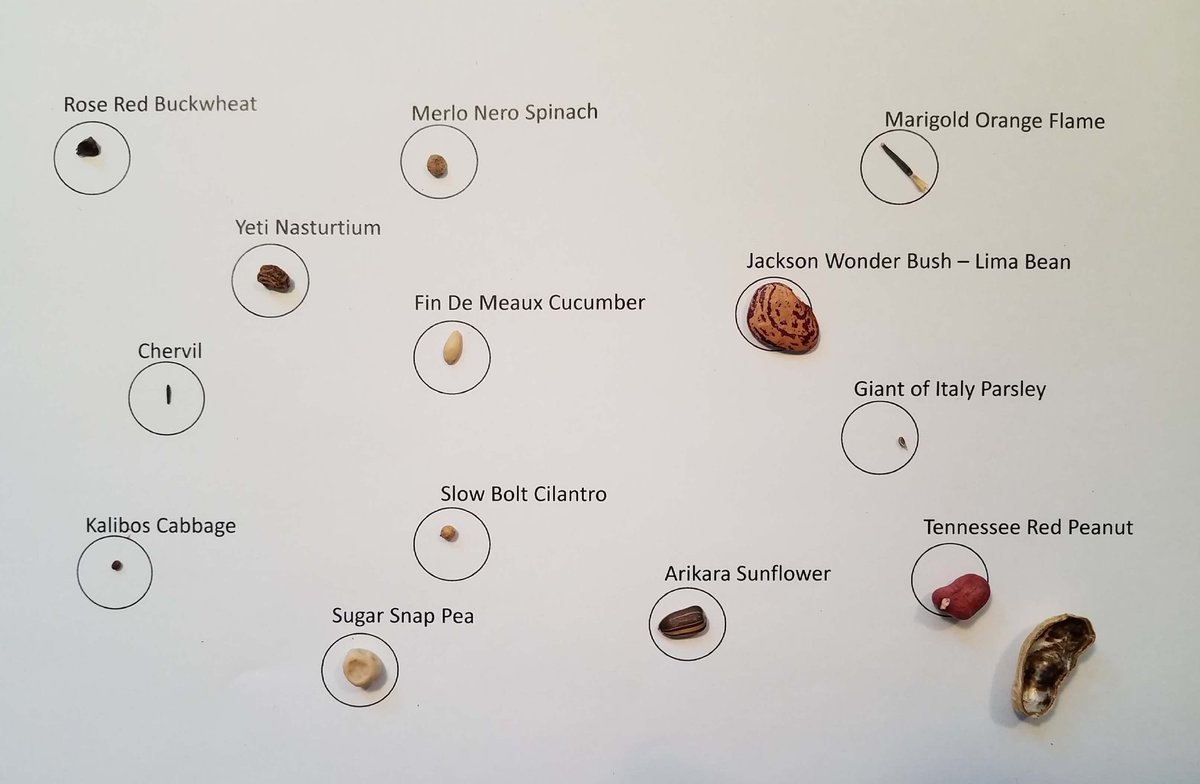 Watching baby plants grow up!