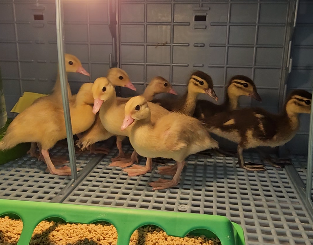 Precision Supplementation for Waterfowl