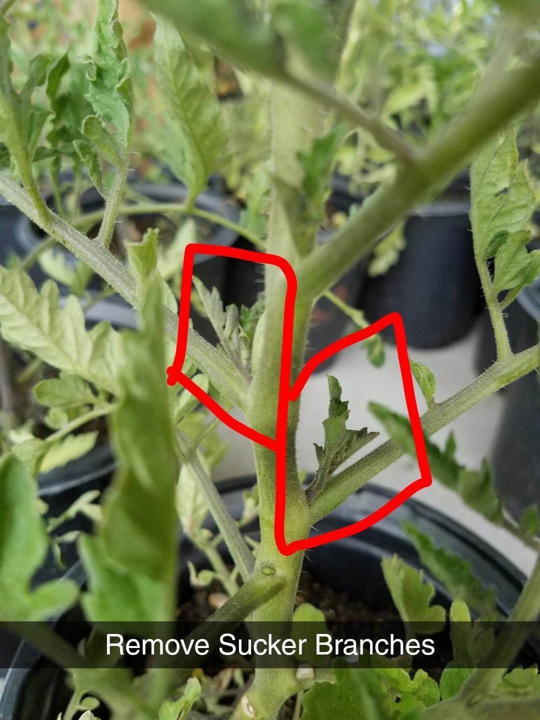 What’s all the hype about?