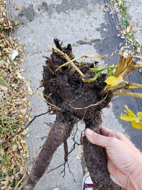 Garden’s Hidden Treasure – Storing Tubers.