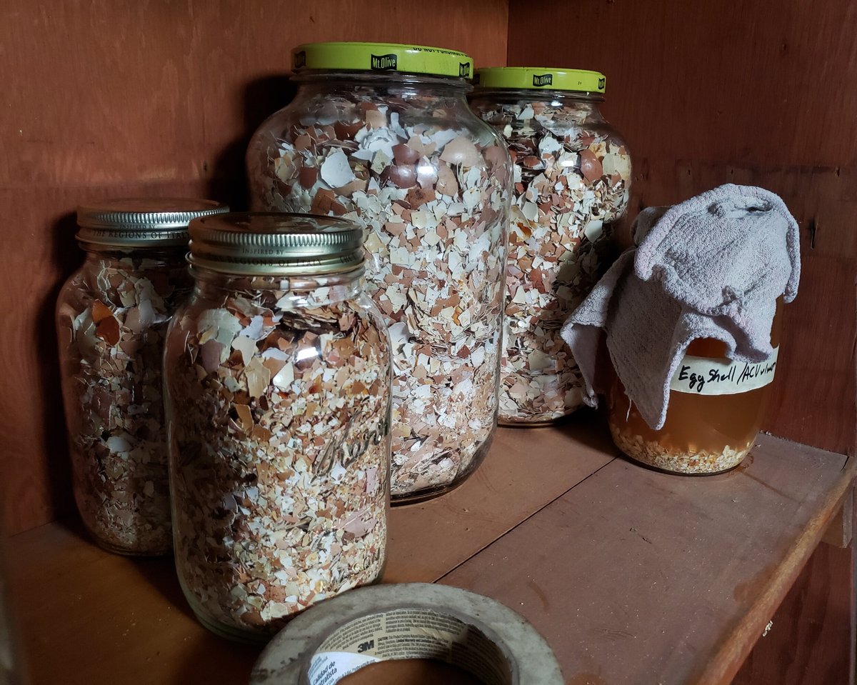 Eggshells for the Garden